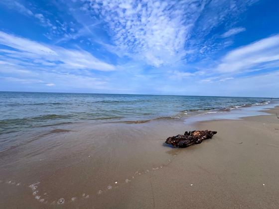 Plaża w Sztutowie
